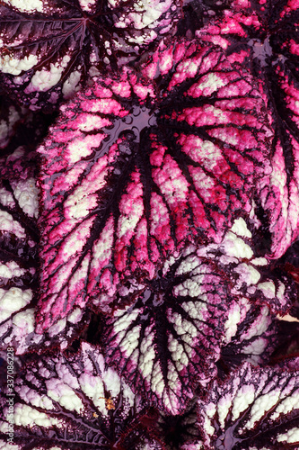Colorful begonia rex foliage