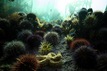 Anemone, Starfish, And Urchins On The Seafloor In A Kelp Forest