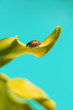 © Maite Pons/Stocksy - Aqua Ladybug