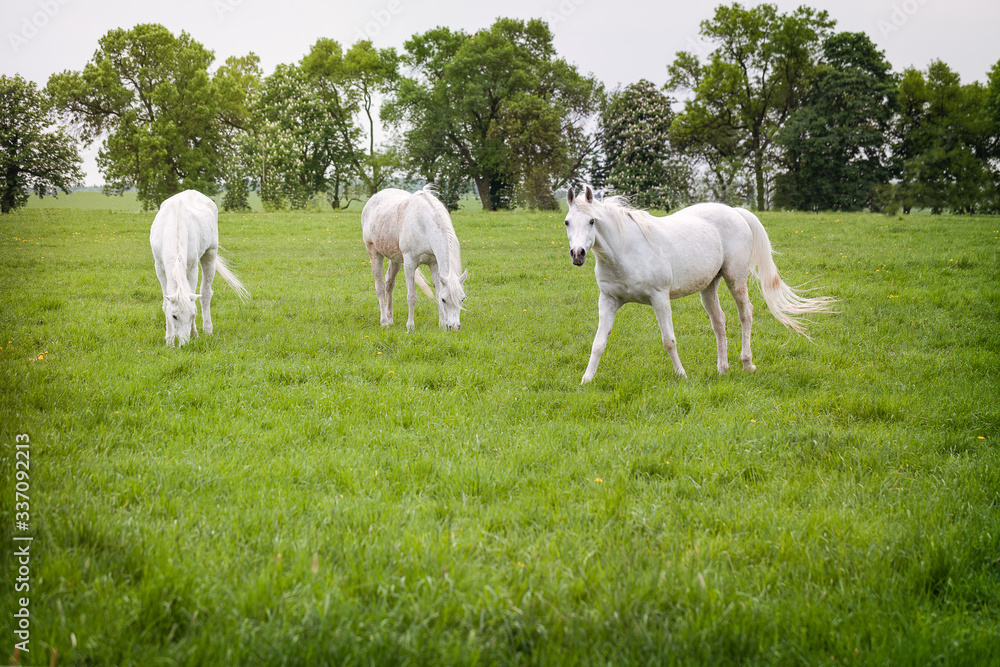Obraz na płótnie białe konie na zielonej trawie w salonie