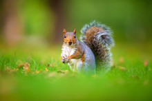Squirrel On The Grass