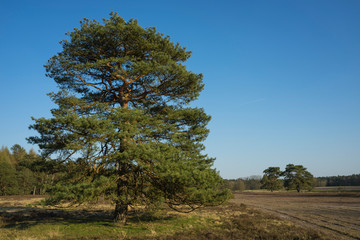 lonely fir tree in the field