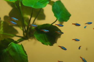 Poster - Paracheirodon innesi tropical fish in aquarium