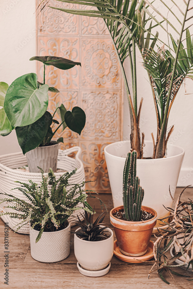 Stock-Foto Home plant heaven. Green plants in boho living room. Monstera,  cactus, succulent plants. Tropical, dessert flowers. Bohemian lifestyle.  Ceramic pots. Home garden hobby. Orange, sand, green colors. | Adobe Stock