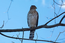 Low Angle View Of Hawk Perching On Tree Against Sky