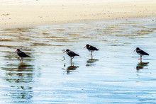 Sandpipers Perching At Beach