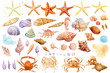 Leinwandbild Motiv Watercolor starfish, shells, crabs, seahorse on an isolated background, hand drawing