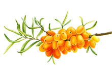 Sea-buckthorn Branch, Orange Berries On An Isolated White Background, Watercolor Drawing, Botanical Painting