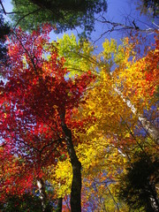 gorgeous fall colors in the adirondack mountains