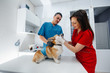 © Andrii - In a modern veterinary clinic, a thoroughbred Corgi dog is examined. Veterinary clinic