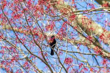 Poster - red wing black bird on tree