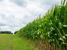 Edge Of Cornfield With Corn Stalks, Leaves And Tassels Waving In The Breeze. Farm Agriculture Concept.