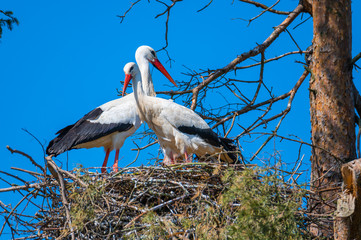 Two storks sit in  their nest with blue background