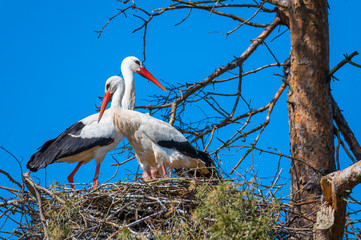 Two storks sit in  their nest with blue background