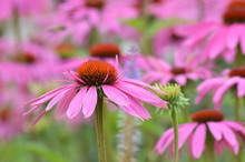 Close-up Of Coneflower Blooming Outdoors