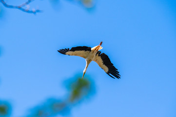 A stork flies far past  the sky with a blue background