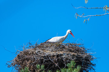 a stork sits in its  nest and waits with blue background