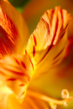 Close-up Of Orange Day Lily Blooming Outdoors