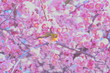Close-up Of Bird Perching On Pink Flowers Tree