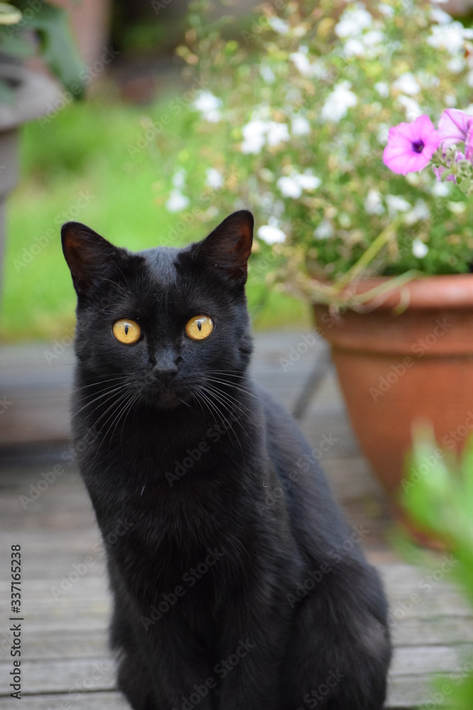 Black cat with piercing orange eyes sitting and looking at the camera ...