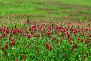 Blanket of Crimson Clover flowers