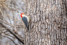 Red-bellied Woodpecker Is Eating Seeds From A Bird Feeder