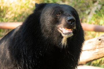 asian black bear