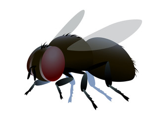 single dirty brown ugly dung fly with bristles & faceted eyes, logo or emblem, infection symbol, color vector illustration isolated on a white background in cartoon or clip art style