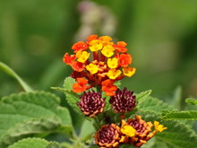 Close-up Of Orange Flowers Blooming Outdoors