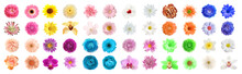 Set Of Different Beautiful Flowers On White Background. Banner Design