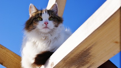  Furry cat on a wooden frame