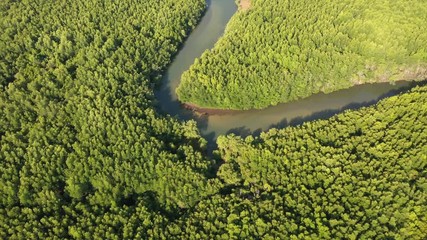 Wall Mural - Mangrove forest and river aerial drone footage	