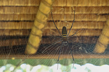 Top View Of Nephila Pilipes Or Golden Orb-web Spider. Giant Banana Spider Is Waiting For His Prey On His Net. Macro Closeup Of Spider In The Wild Asia Bali. Large Colorful Spider From Southeast Asia.