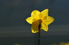 Close-up Of Yellow Flower