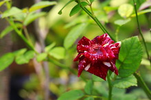 Beautiful Fresh Red White Batik Rose Flower. Batik Rose Is This Type Is The Result Of A Cross Between Various Types Of Roses. Indonesia, March 2020