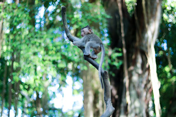 Monkey sitting in tree in lush forest