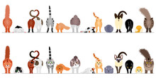 Various Cute Cats Border In A Row, Front View And Rear View