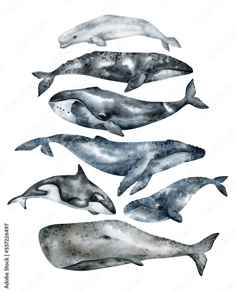 Watercolor whale illustration isolated on white background. Hand ...