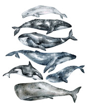Watercolor Whale Illustration Isolated On White Background. Hand-painted Realistic Underwater Animal Art. Humpback, Grey, Blue, Killer, Bowhead, Beluga, Cachalot Whales For Prints, Poster, Cards.