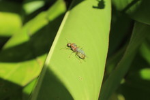 Sri Lanka - Ameisenkönigin Der Art Oecophylla Smaragdina