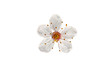 Blackthorn (Prunus spinosa) flowers isolated on a white background. Prunus spinosa, called blackthorn or sloe, is a species of flowering plant in the rose family Rosaceae. 