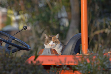 Poster - トラクターの運転席に座っている猫