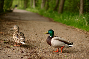 Wall Mural - Duck