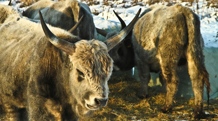 Wall Mural - Danish cows in thesnow over sjælsø and Eskemose