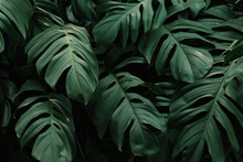 Tropical Green Leaves Background