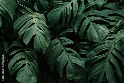 Fotografía Tropical green leaves background