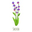 Salvia plant icon. Cartoon of salvia plant vector icon for web design isolated on white background
