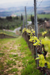 Wall Mural - vineyards in the hills of Tuscany