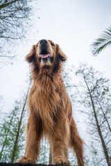 Sticker - Looking up at golden retriever