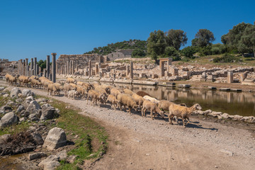 Wall Mural - Ruins of Patara Ancient city in Turkey